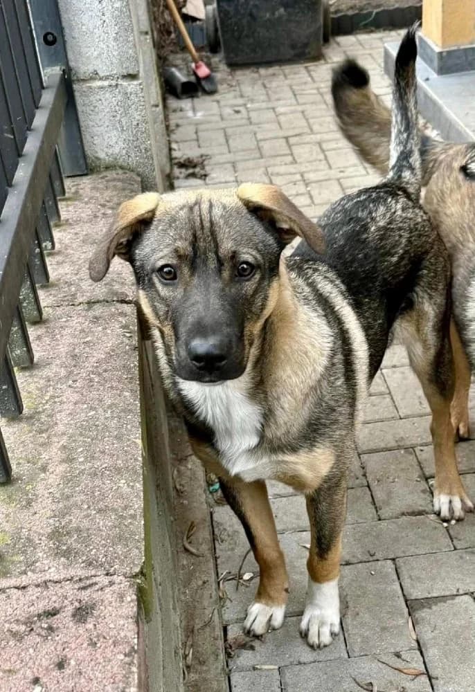Aty, male Mixed Breed for adoption at Adopteer.be, Brussels — photo 5 of 6
