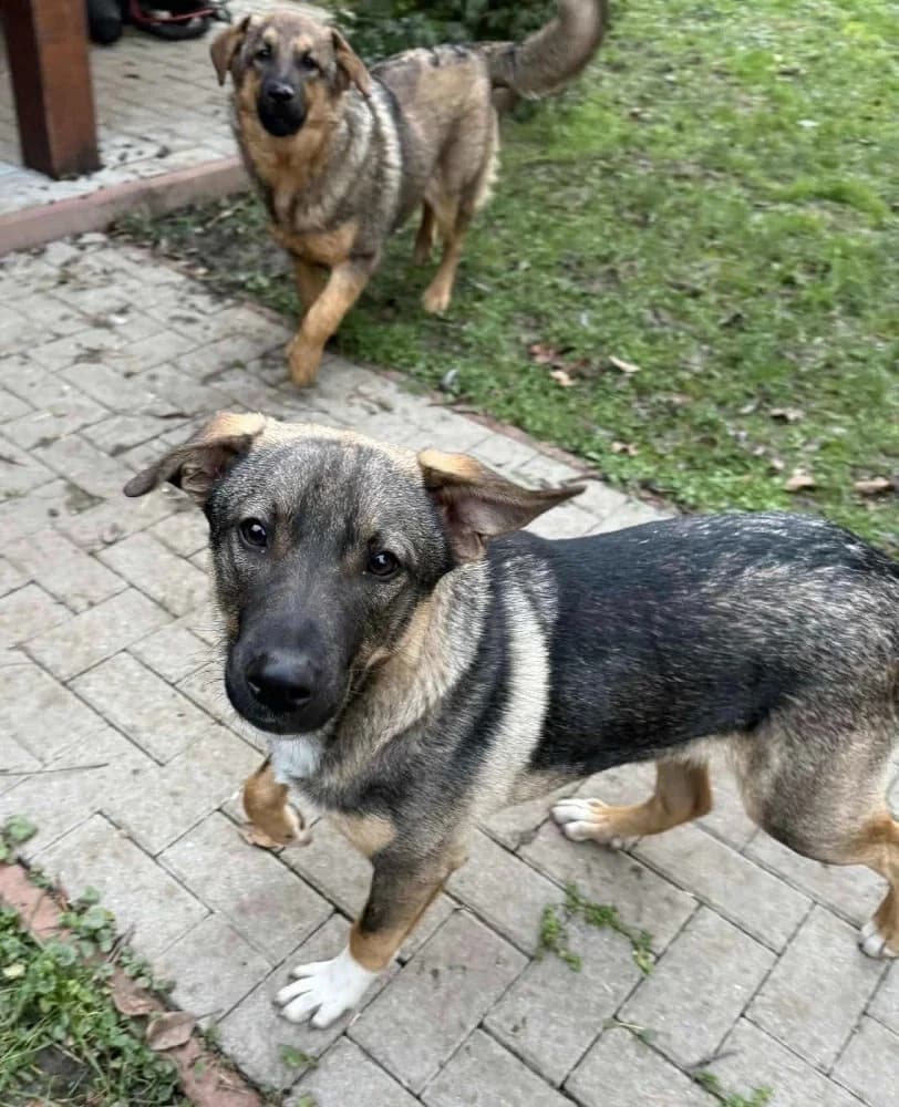 Aty, male Mixed Breed for adoption at Adopteer.be, Brussels — photo 6 of 6