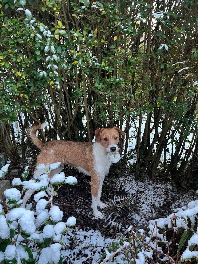 SYLVANO 23598, male mixed breed for adoption at Adopteer.be, Brussels — photo 2 of 5