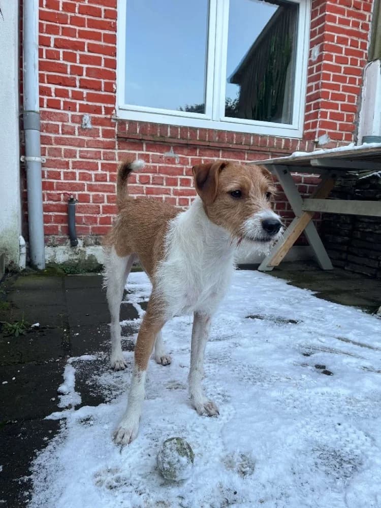 SYLVANO 23598, male mixed breed for adoption at Adopteer.be, Brussels — photo 3 of 5