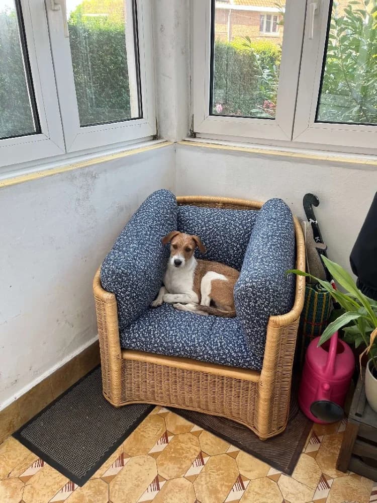 SYLVANO 23598, male mixed breed for adoption at Adopteer.be, Brussels — photo 4 of 5