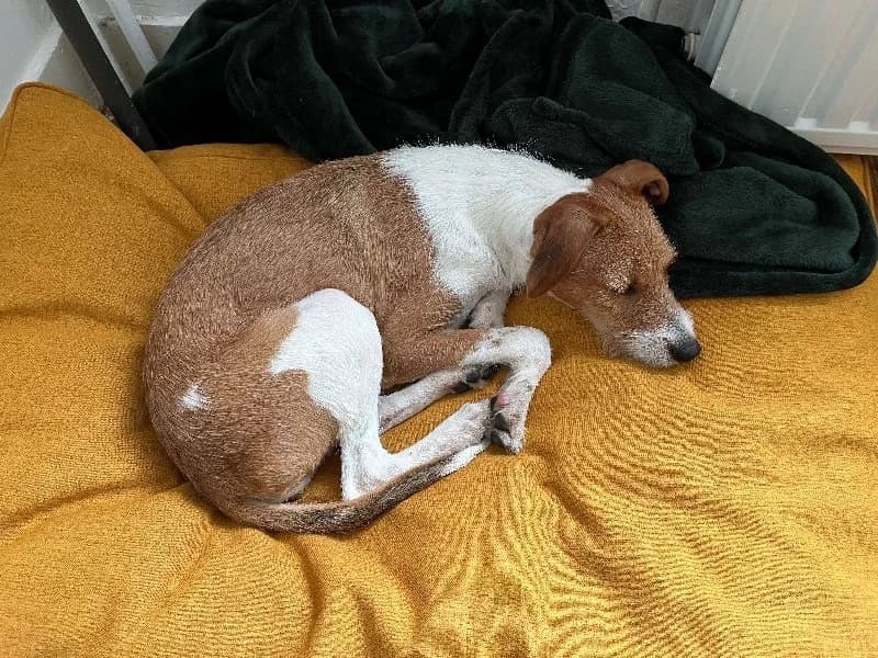 SYLVANO 23598, male mixed breed for adoption at Adopteer.be, Brussels — photo 5 of 5