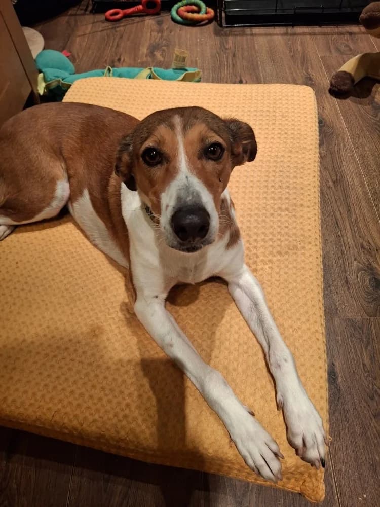 Tiaga, female Podenco for adoption at Adopteer.be, Brussels