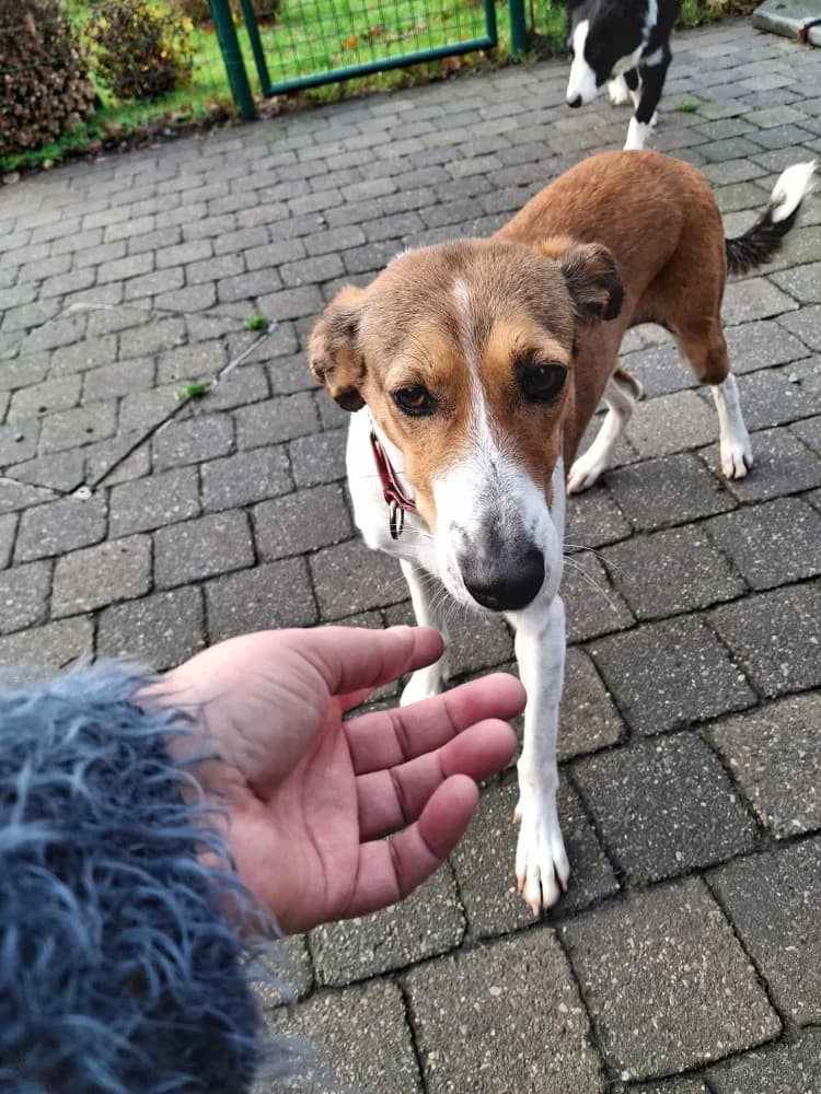 Tiaga, female Podenco for adoption at Adopteer.be, Brussels — photo 2 of 11