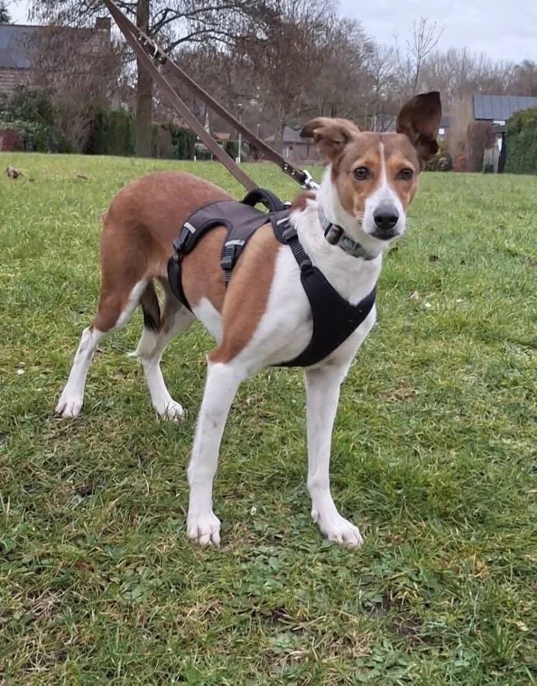 Tiaga, female Podenco for adoption at Adopteer.be, Brussels — photo 3 of 11