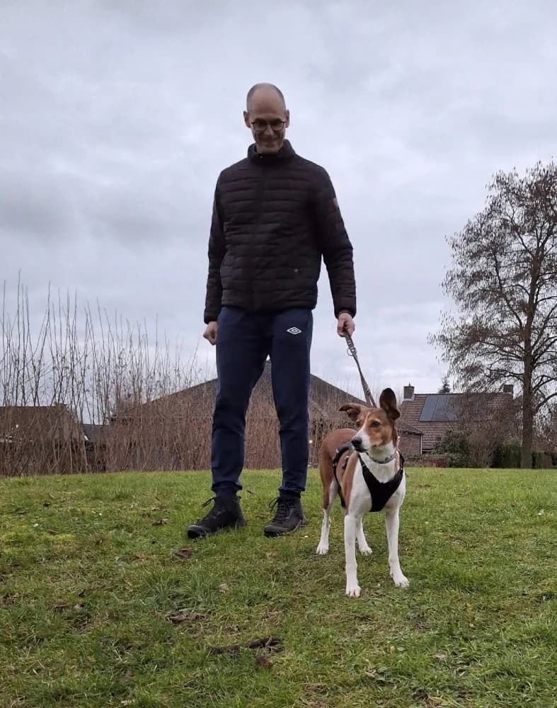 Tiaga, female Podenco for adoption at Adopteer.be, Brussels — photo 4 of 11