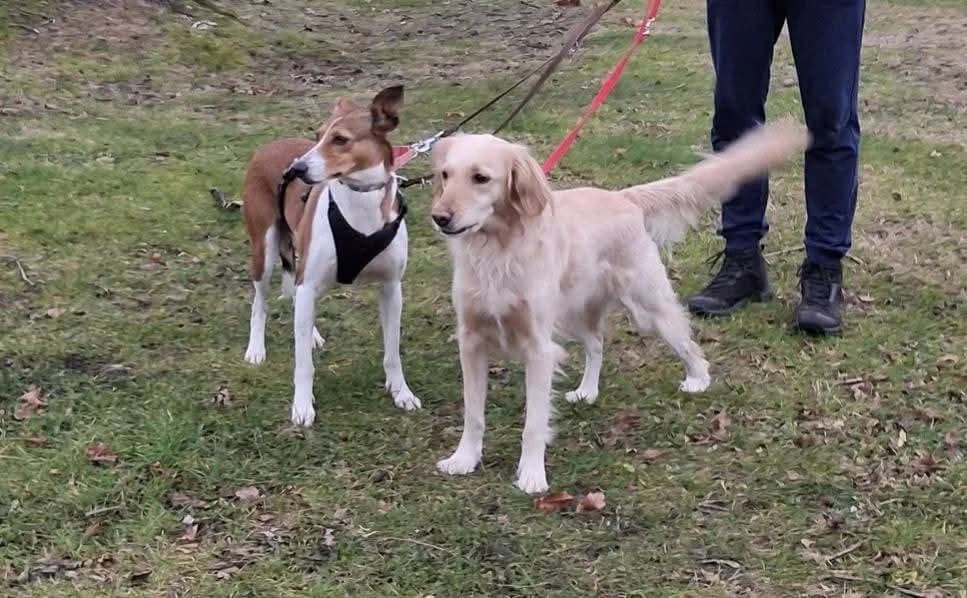 Tiaga, female Podenco for adoption at Adopteer.be, Brussels — photo 5 of 11