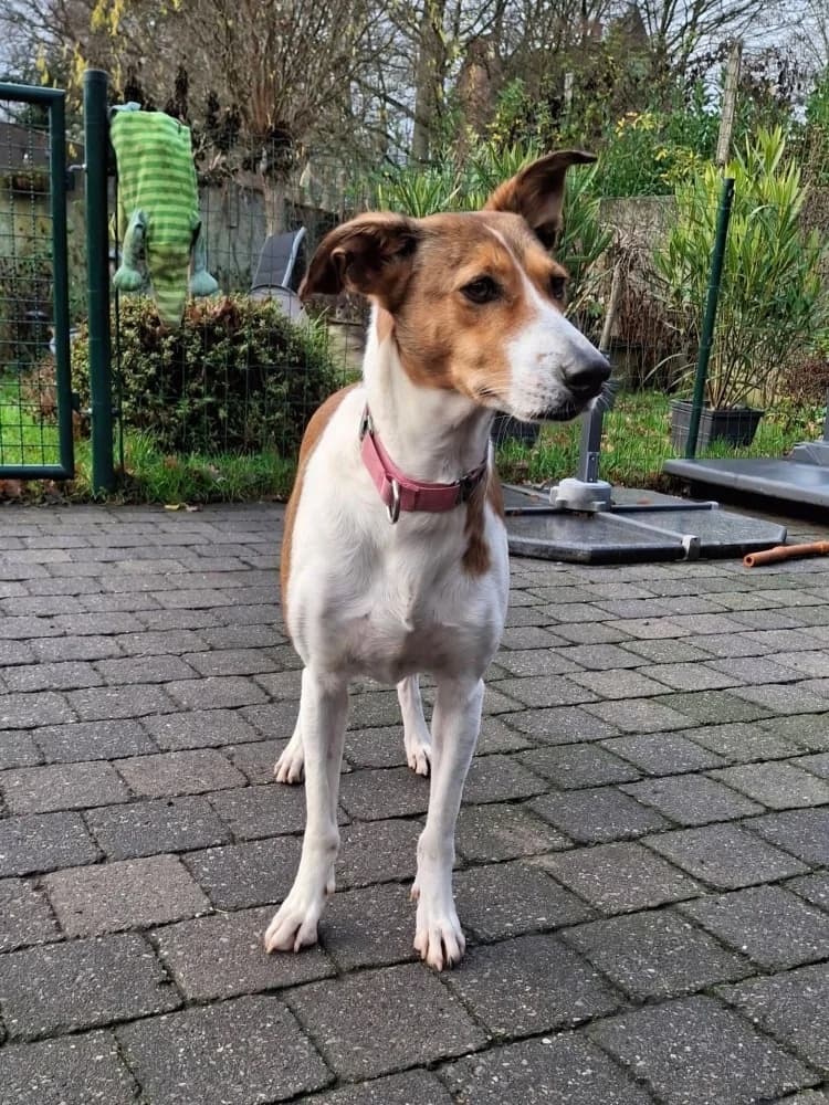 Tiaga, female Podenco for adoption at Adopteer.be, Brussels — photo 7 of 11