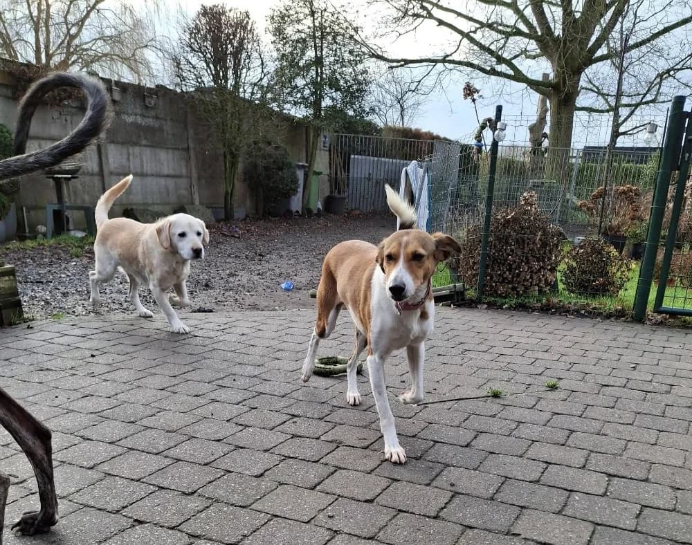 Tiaga, female Podenco for adoption at Adopteer.be, Brussels — photo 8 of 11