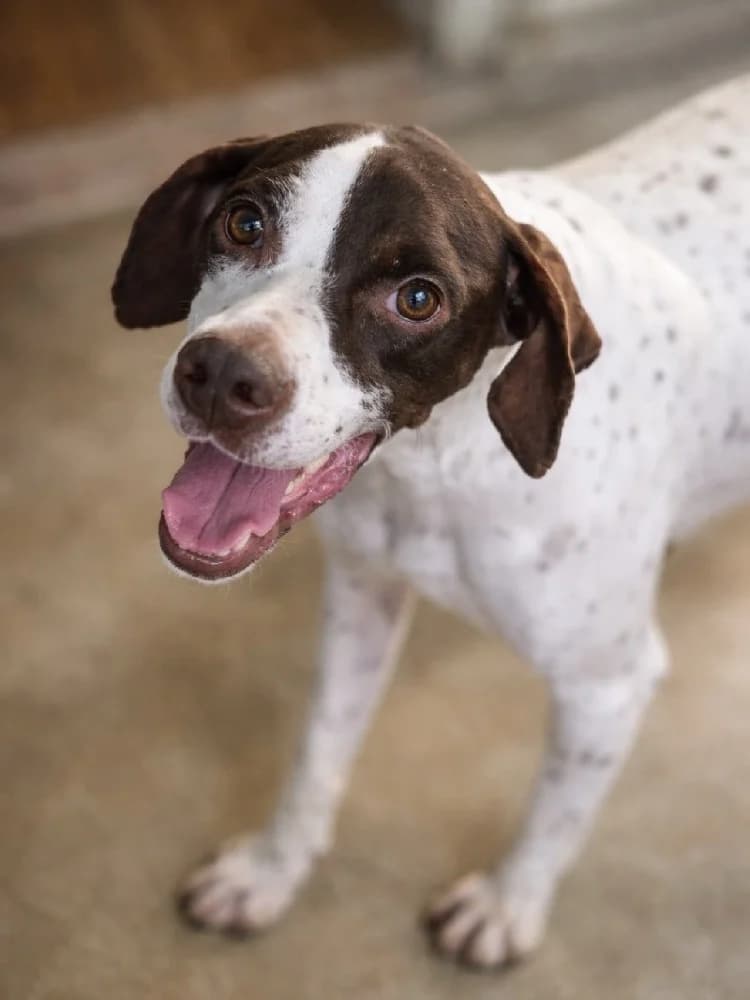 Lotus, female Pointer for adoption at Adopteer.be, Brussels — photo 2 of 6
