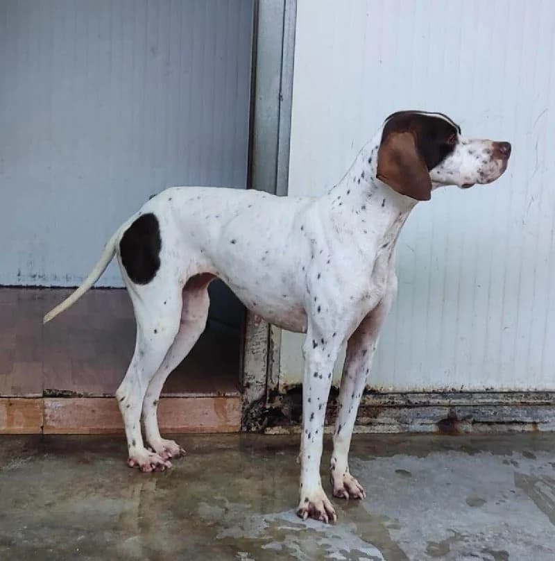 Lotus, female Pointer for adoption at Adopteer.be, Brussels — photo 3 of 6