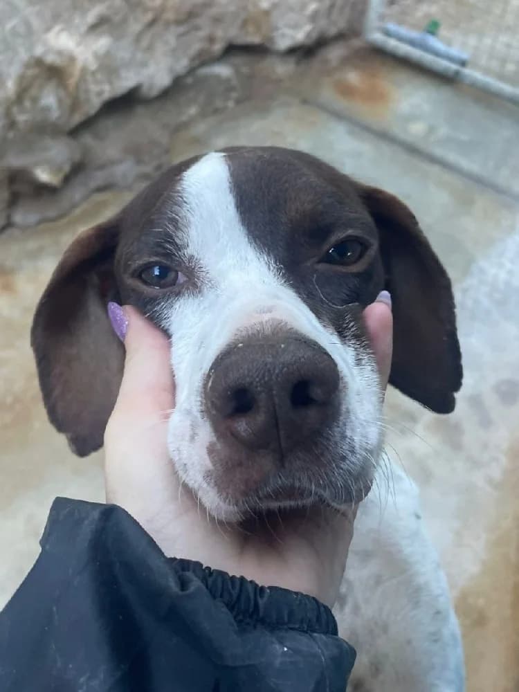 Lotus, female Pointer for adoption at Adopteer.be, Brussels — photo 4 of 6