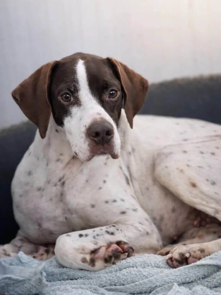 Lotus, female Pointer for adoption at Adopteer.be, Brussels — photo 5 of 6
