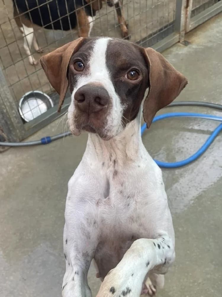 Lotus, female Pointer for adoption at Adopteer.be, Brussels — photo 6 of 6