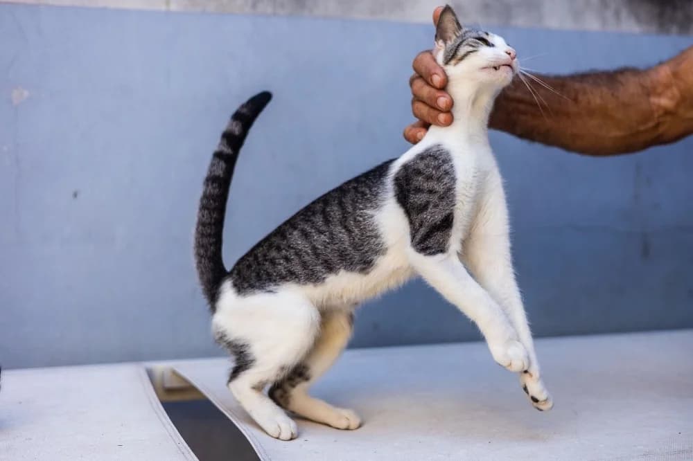 Amelia, female European Shorthair for adoption at Adopteer.be, Brussels photo 2