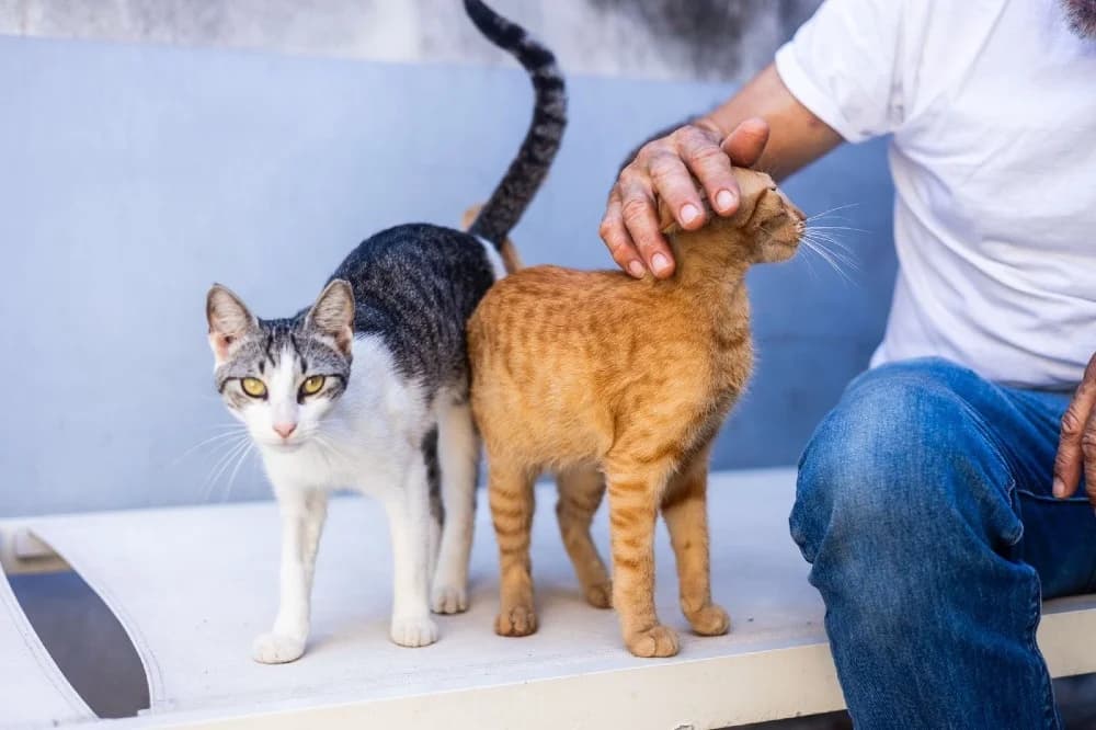Amelia, female European Shorthair for adoption at Adopteer.be, Brussels photo 3