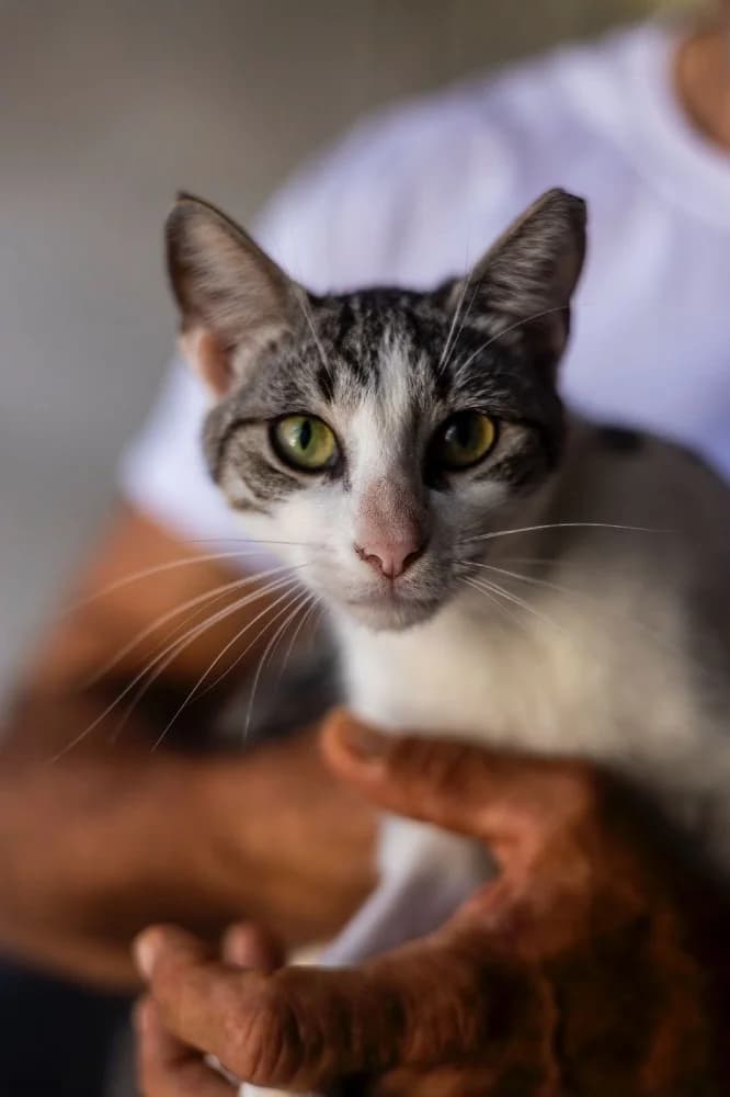 Amelia, female European Shorthair for adoption at Adopteer.be, Brussels photo 4