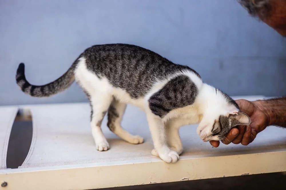 Amelia, female European Shorthair for adoption at Adopteer.be, Brussels photo 5