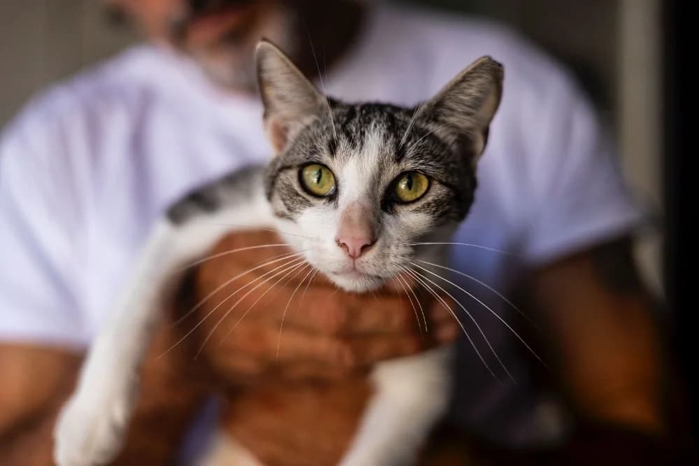 Amelia, female European Shorthair for adoption at Adopteer.be, Brussels photo 6