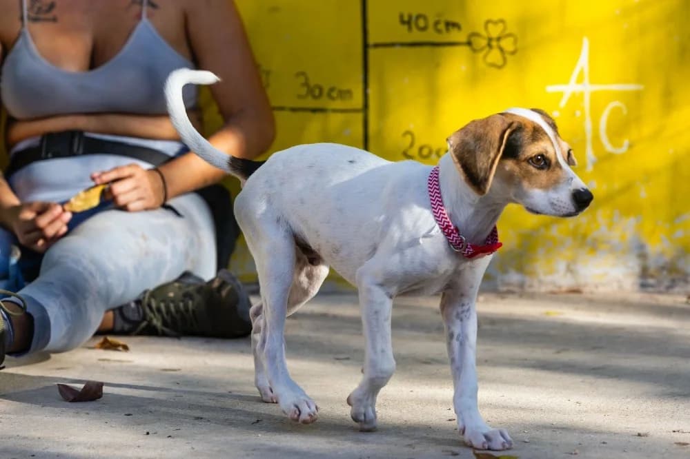 Boris, male mixed breed for adoption at Brussels