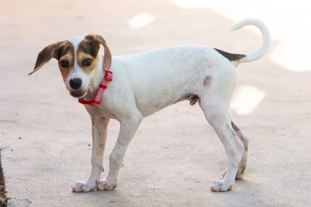 Boris, male mixed breed for adoption at Adopteer.be, Brussels — photo 2 of 4