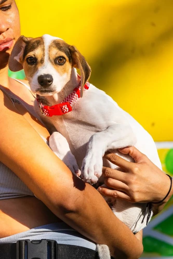 Boris, male mixed breed for adoption at Adopteer.be, Brussels — photo 3 of 4