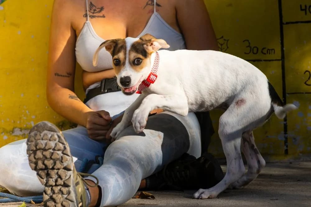 Boris, male mixed breed for adoption at Adopteer.be, Brussels — photo 4 of 4