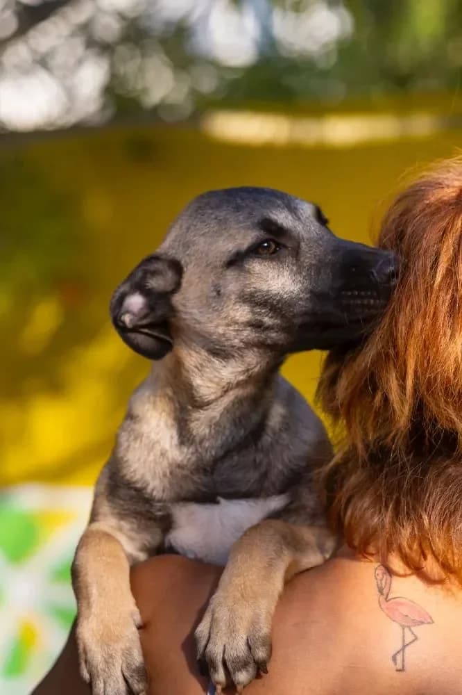 Garry, male mixed breed for adoption at Brussels