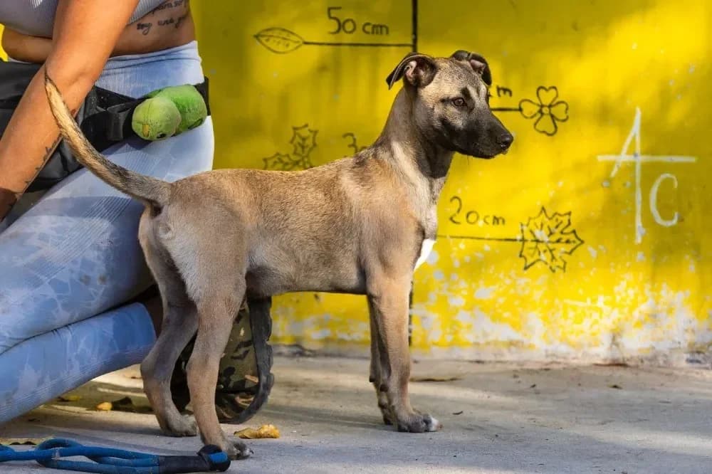 Garry, male mixed breed for adoption at Adopteer.be, Brussels — photo 3 of 12