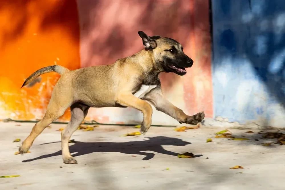 Garry, male mixed breed for adoption at Adopteer.be, Brussels — photo 4 of 12