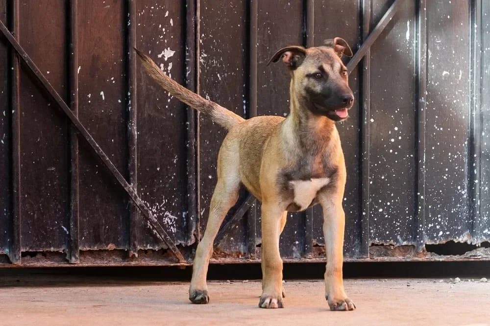 Garry, male mixed breed for adoption at Adopteer.be, Brussels — photo 5 of 12
