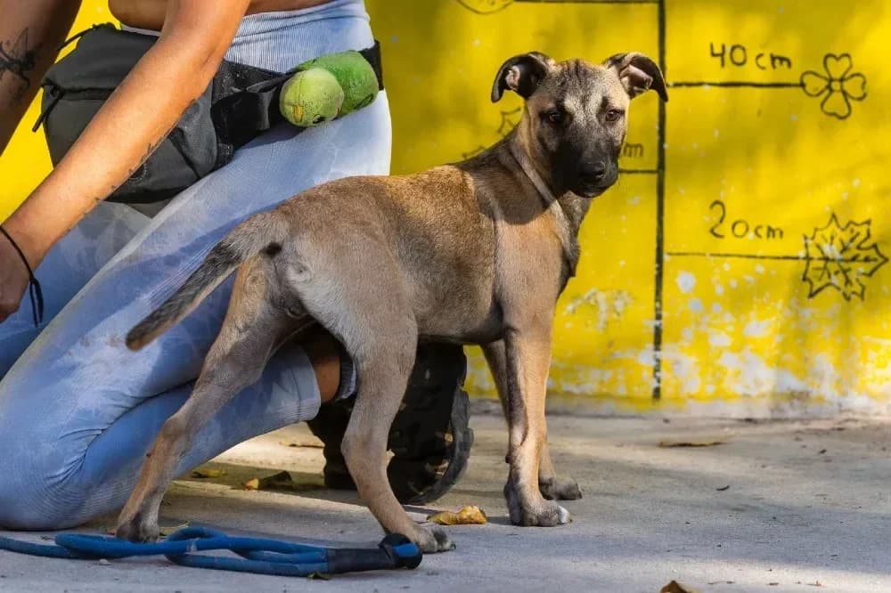 Garry, male mixed breed for adoption at Adopteer.be, Brussels — photo 6 of 12