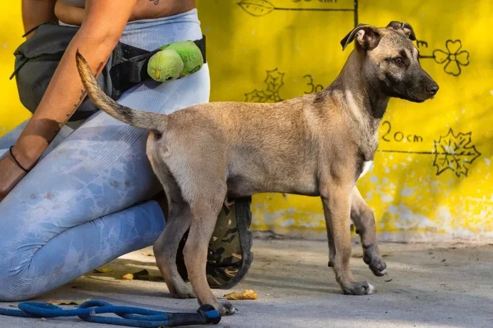 Garry, male mixed breed for adoption at Adopteer.be, Brussels — photo 7 of 12