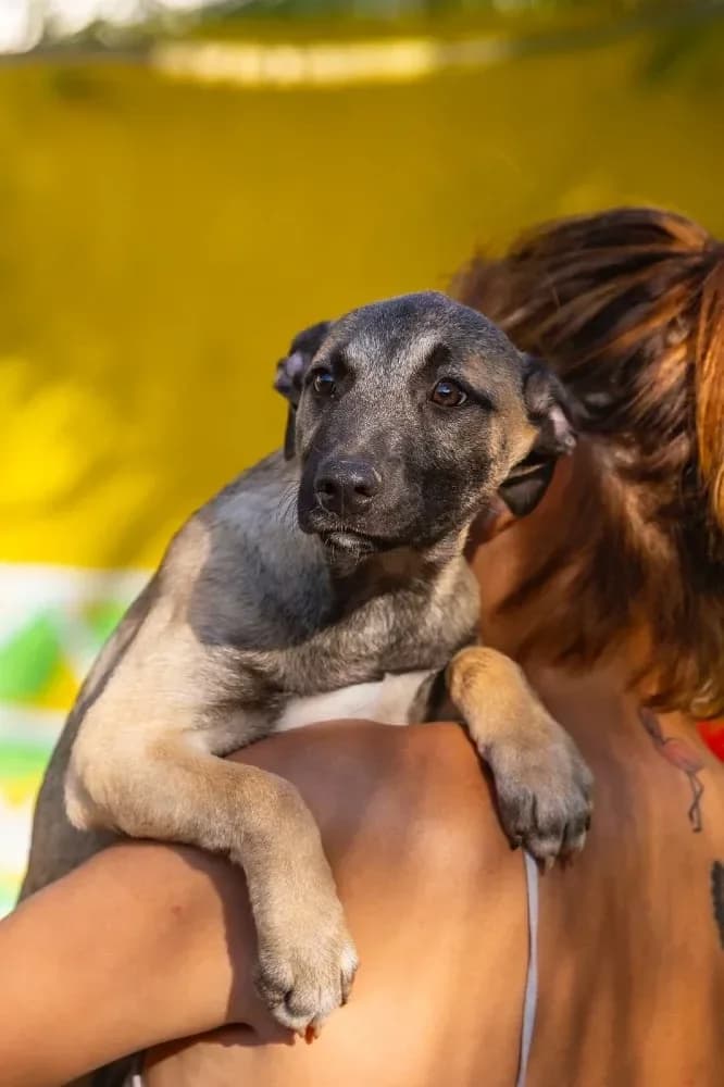 Garry, male mixed breed for adoption at Adopteer.be, Brussels — photo 8 of 12