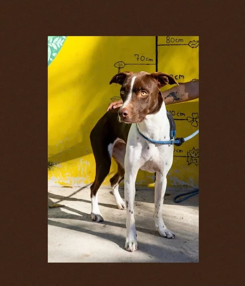 Isabell, female mixed breed for adoption at Brussels