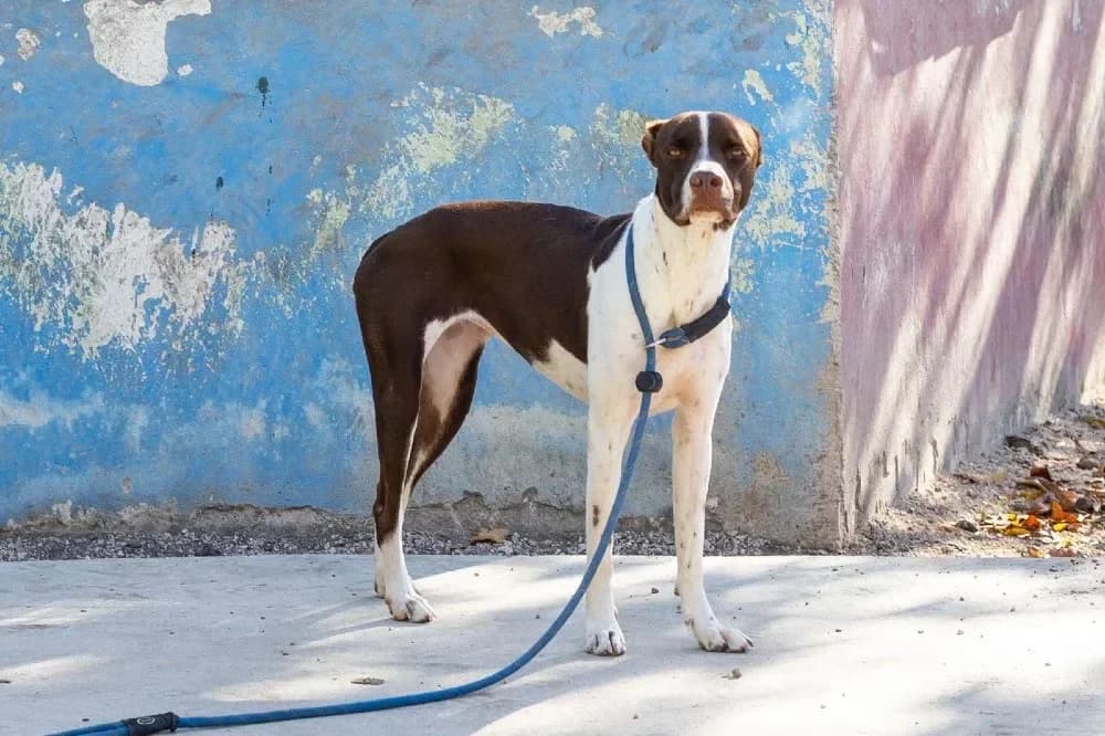 Isabell, female mixed breed for adoption at Adopteer.be, Brussels — photo 2 of 7