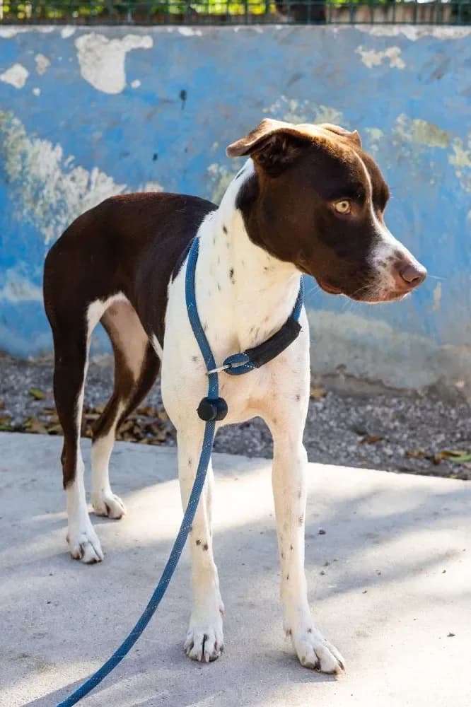 Isabell, female mixed breed for adoption at Adopteer.be, Brussels — photo 3 of 7
