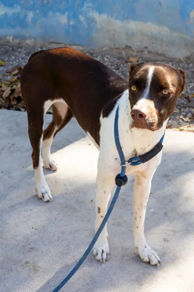 Isabell, female mixed breed for adoption at Adopteer.be, Brussels — photo 4 of 7