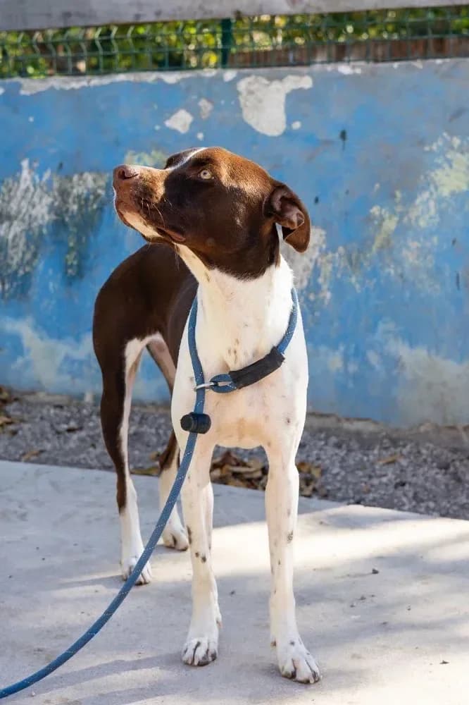 Isabell, female mixed breed for adoption at Adopteer.be, Brussels — photo 5 of 7