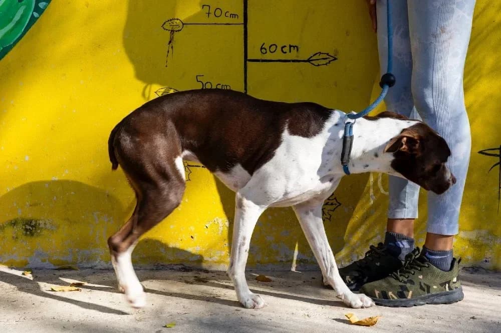 Isabell, female mixed breed for adoption at Adopteer.be, Brussels — photo 6 of 7