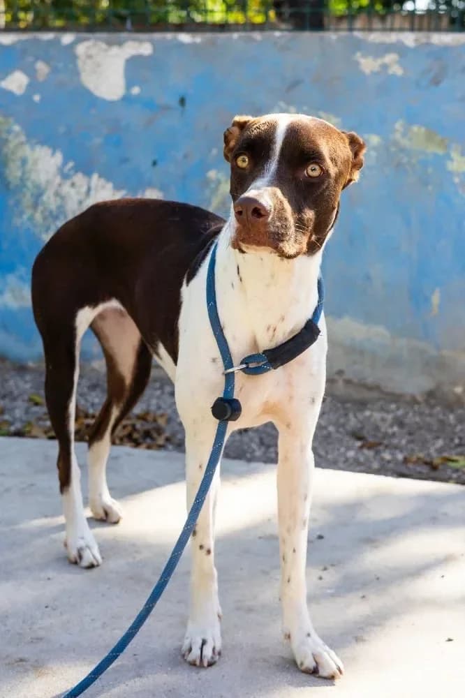 Isabell, female mixed breed for adoption at Adopteer.be, Brussels — photo 7 of 7