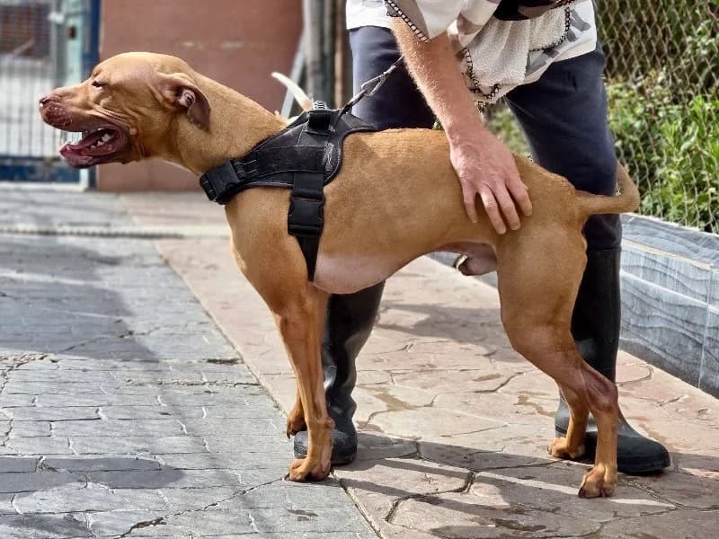 PELAO 24612, male Staffordshire Bull Terrier for adoption at Adopteer.be, Brussels — photo 2 of 4