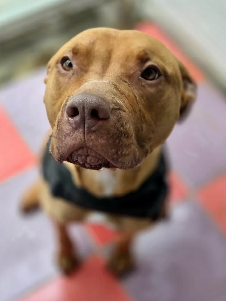 PELAO 24612, male Staffordshire Bull Terrier for adoption at Adopteer.be, Brussels — photo 3 of 4