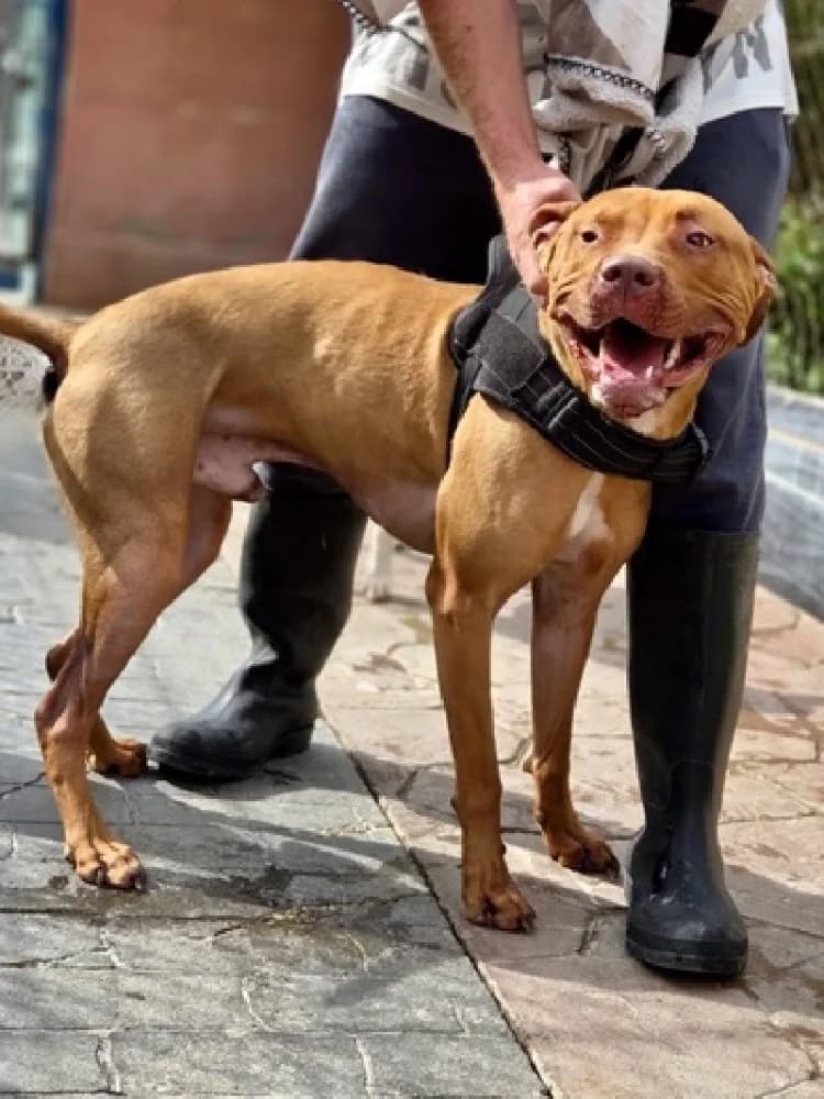 PELAO 24612, male Staffordshire Bull Terrier for adoption at Adopteer.be, Brussels — photo 4 of 4