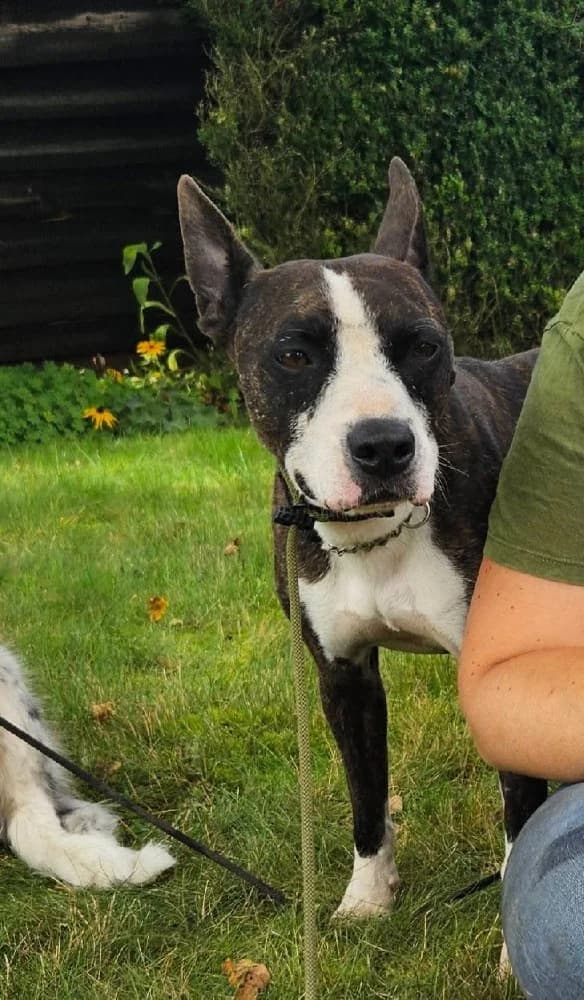 Marco, male Staffordshire Bull Terrier for adoption at Adopteer.be, Brussels