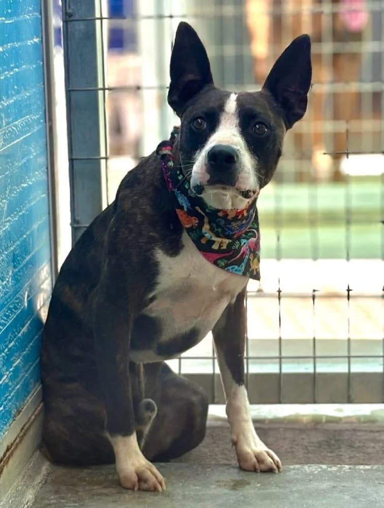 Marco, male Staffordshire Bull Terrier for adoption at Adopteer.be, Brussels — photo 2 of 9