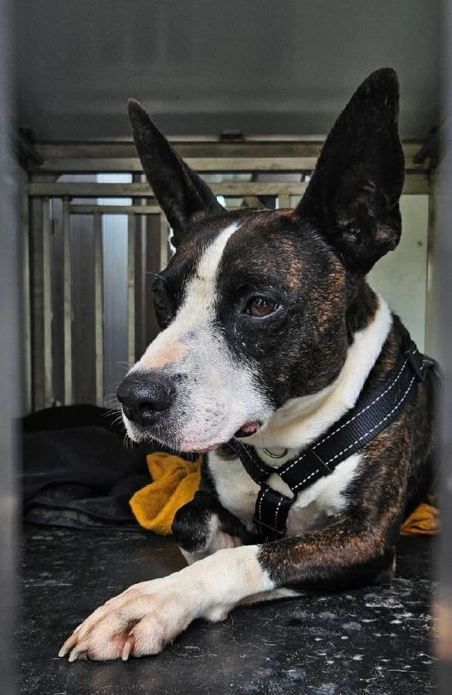 Marco, male Staffordshire Bull Terrier for adoption at Adopteer.be, Brussels — photo 3 of 9