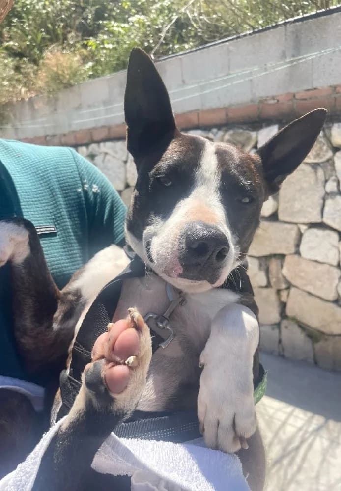 Marco, male Staffordshire Bull Terrier for adoption at Adopteer.be, Brussels — photo 4 of 9