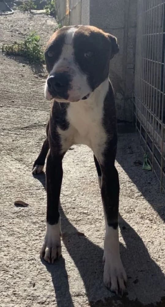 Marco, male Staffordshire Bull Terrier for adoption at Adopteer.be, Brussels — photo 5 of 9
