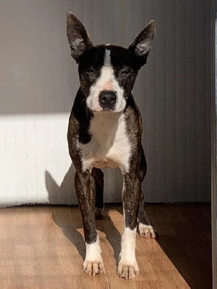 Marco, male Staffordshire Bull Terrier for adoption at Adopteer.be, Brussels — photo 6 of 9